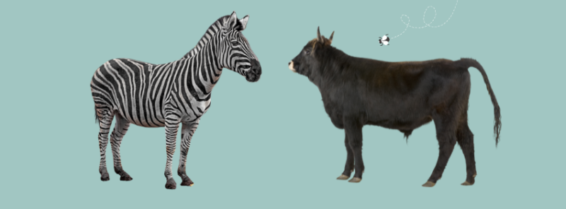 On the left, a cutout picture of a zebra stands staring out ahead of them while a young, black male cow stands on the right with a cartoon fly about to land on him.