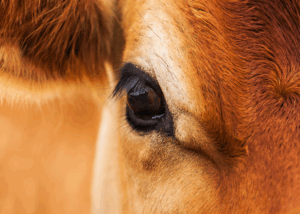 A close up of a dark, large, beautifully lashed eye of a pretty brown cow.