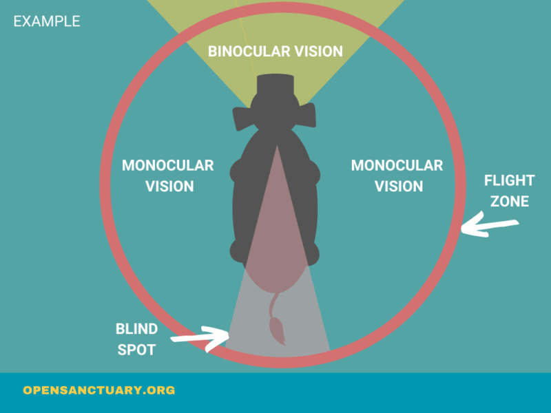 A colorful diagram of teals, blues, yellows and pinks demonstrating a cows field of vision and flight zone.
