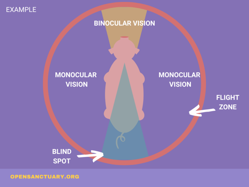 A colorful diagram of purples, blues, yellows and pinks demonstrating a pigs field of vision and flight zone.