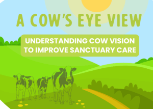 An illustration of a green field with a sun in the sky and cows in a field.