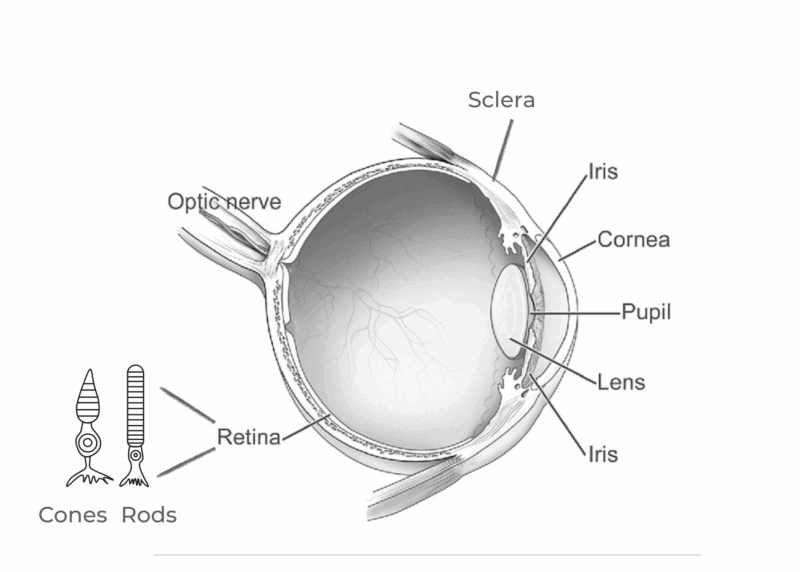 Diagram of a human eye that marks sclera, lens, pupil, iris, retina, cornea, and the optic nerve.