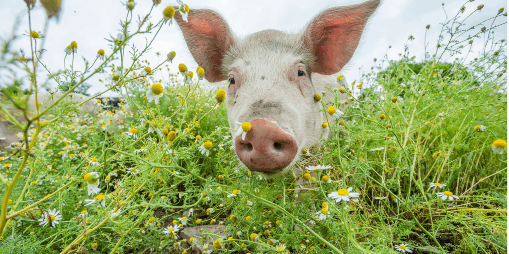 A sweet light-skinned sanctuary pig resident reaches their snoot toward the viewer while walking through a filed of small white daisies.