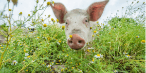 A sweet light-skinned sanctuary pig resident reaches their snoot toward the viewer while walking through a filed of small white daisies.