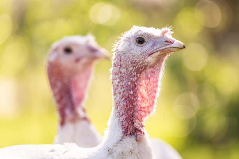One turkey hen looks into the camera in the foreground with another turkey hen standing in the background.