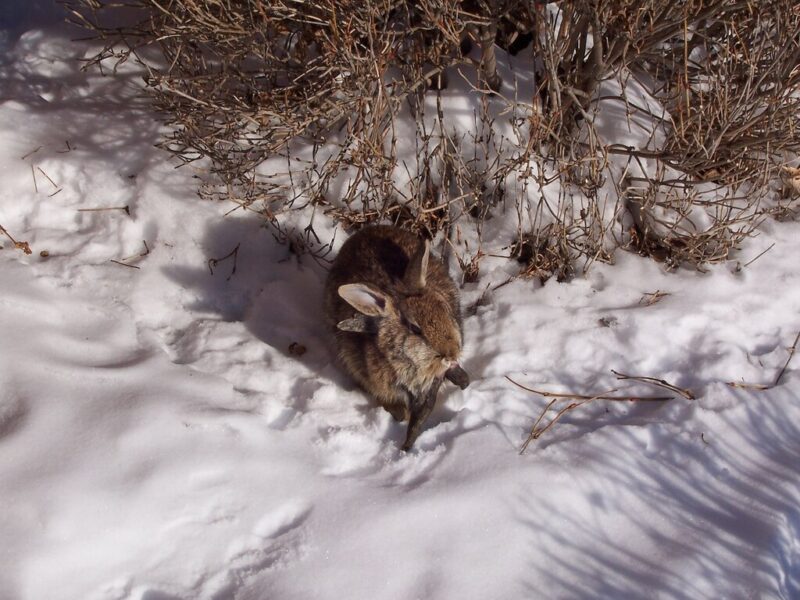 A cottontail rabbit huddles into the snow. They have several black growths on their face and neck that look like small horns.