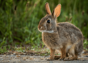 An alert cottontail rabbit stares intently at something outside the camera's view.