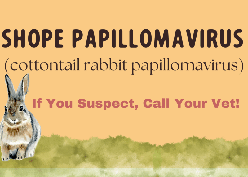 Shope Papillomavirus Infographic - The Open Sanctuary Project
