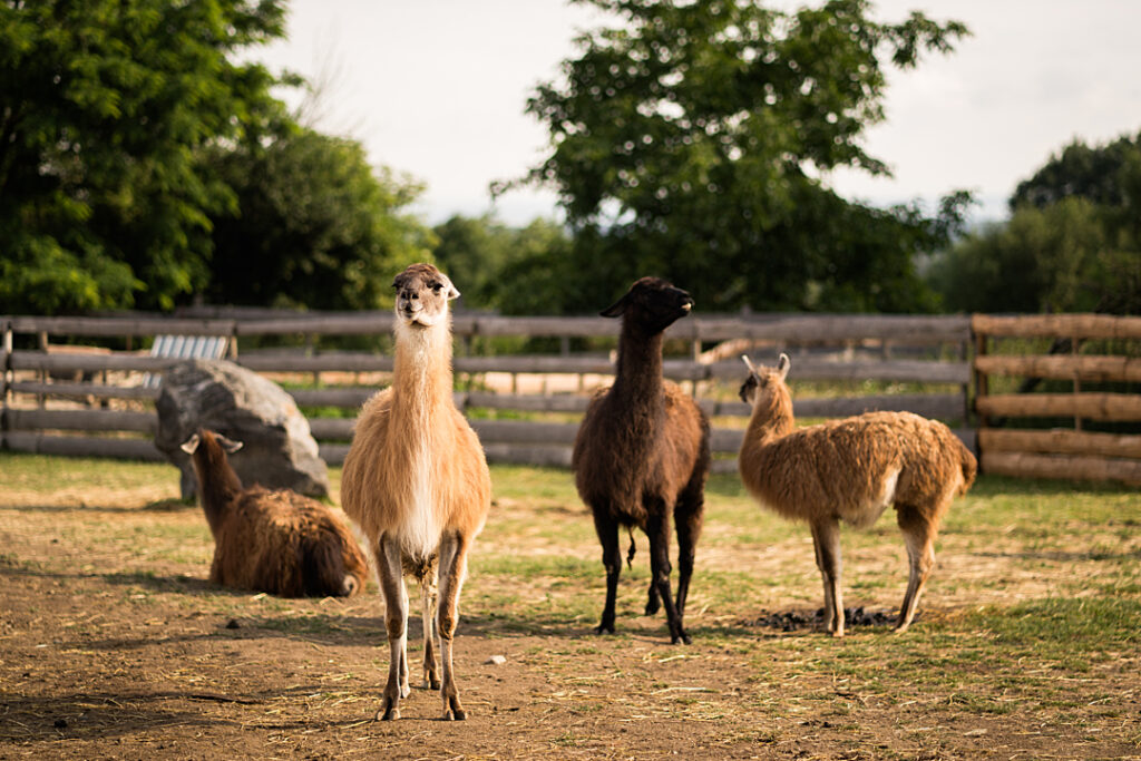 A group of llamas in a field.