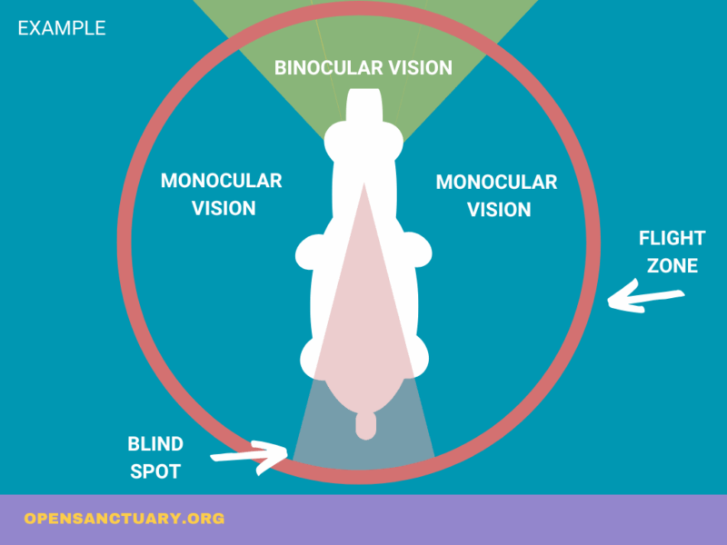 A colorful diagram of purples, blues, greens and pinks demonstrating a llama field of vision and flight zone.