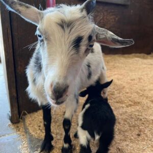 Kylo nursing from Blossom at Tiny Hooves Sanctuary