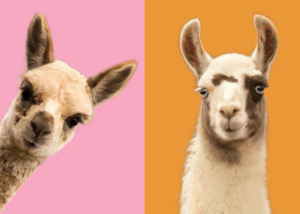 An image of pink and orange color blocks, the pink has a cut out of a young alpaca and the orange has a cut out of a white and brown llama with blue eyes.
