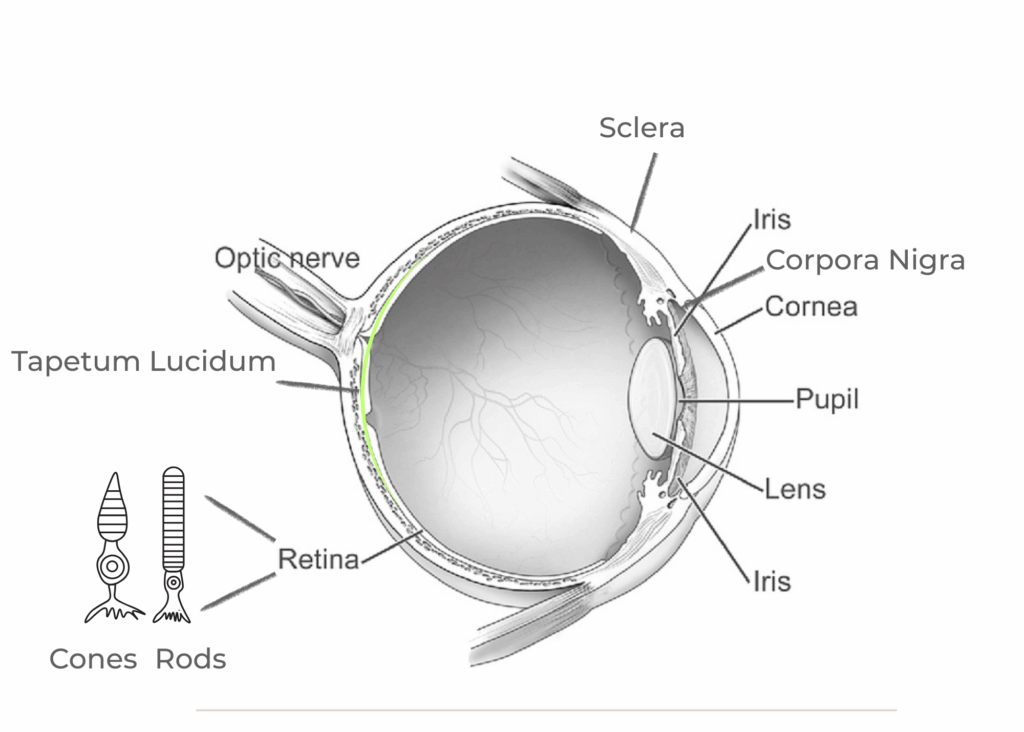 Diagram of a human eye that marks sclera, lens, pupil, iris, retina, cornea, corpora nigra, and the optic nerve.