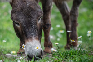 A close-up photograph of a dark brown donkey grazing in the grass.