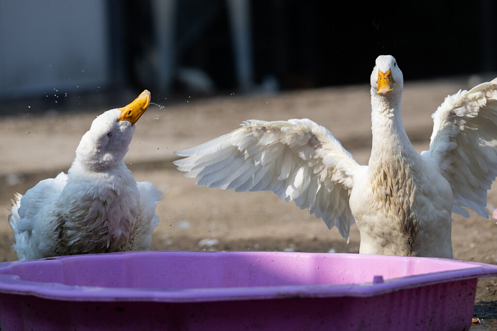 Two ducks splash next to a purple kiddie pool.