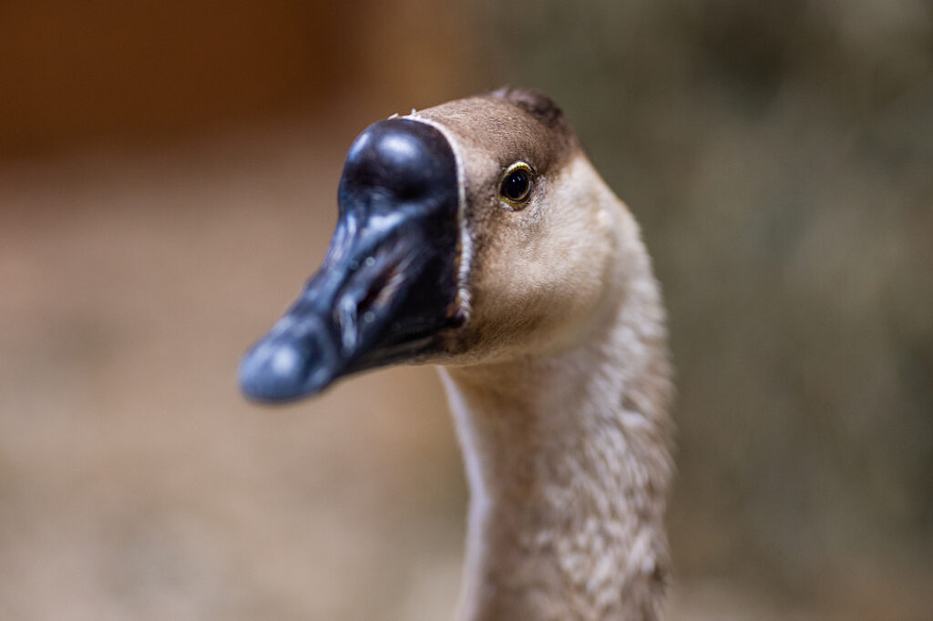 A grey goose looks into the camera.