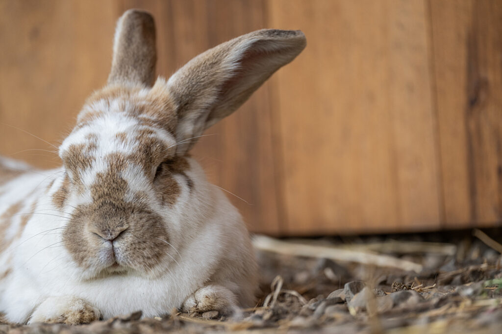 a brown and white rabbit lays in front of a wood wall