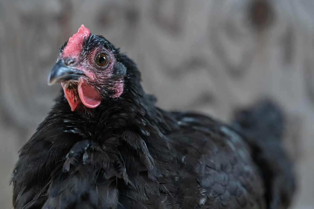 A black hen looks into the camera