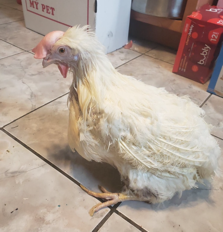 a white hen with tattered feathers sits awkwardly.