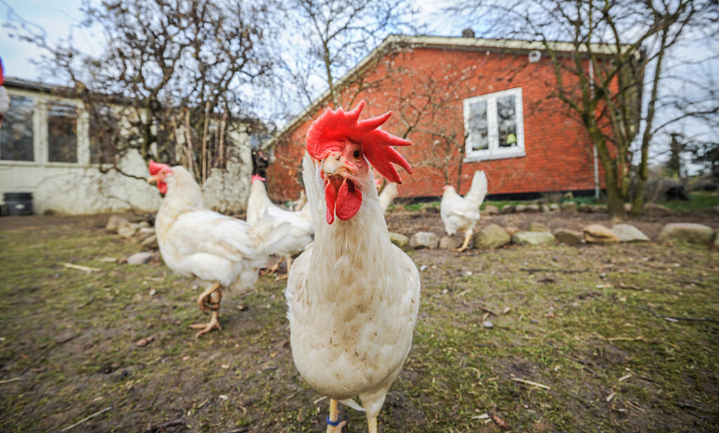 A white hen with a very large comb that flops over her left eye faces the camera.