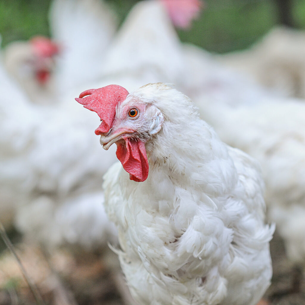 a white hen who has been debeaked