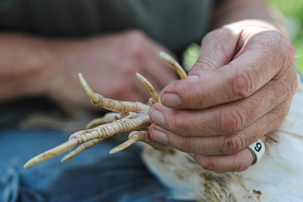 close up of very long toenails on a newly rescued hen