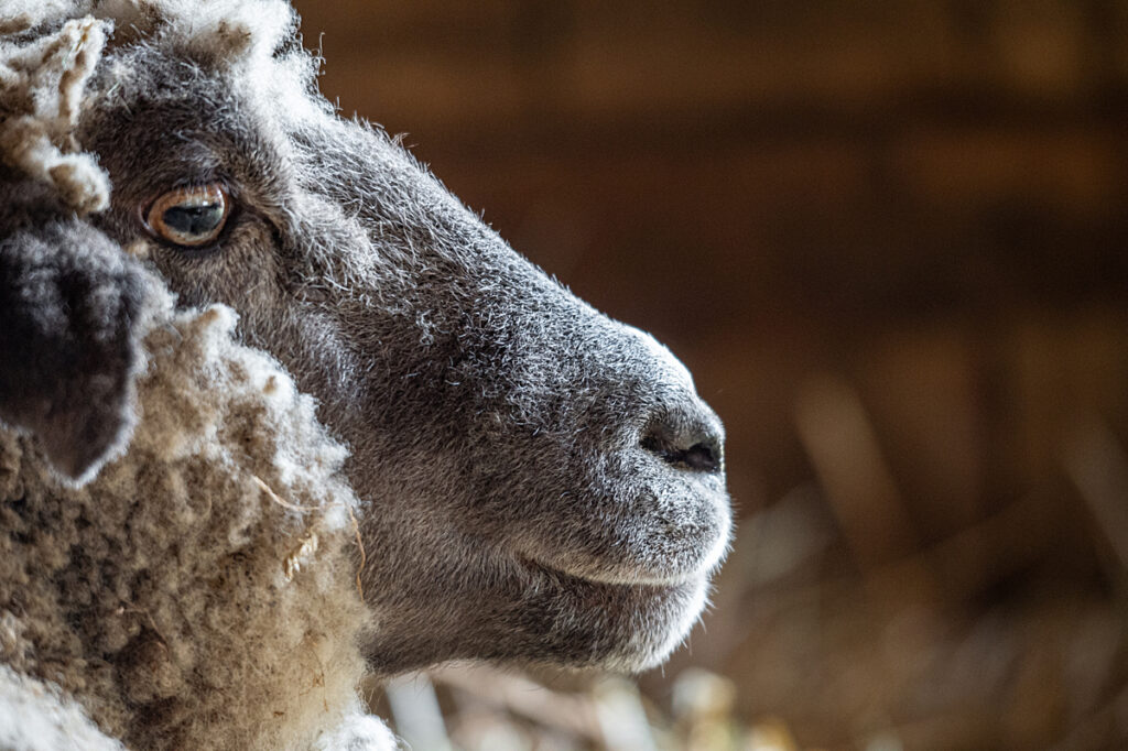 Close up of a rescued sheep resident at Farm Sanctuary Jo-Anne McArthur / We Animals