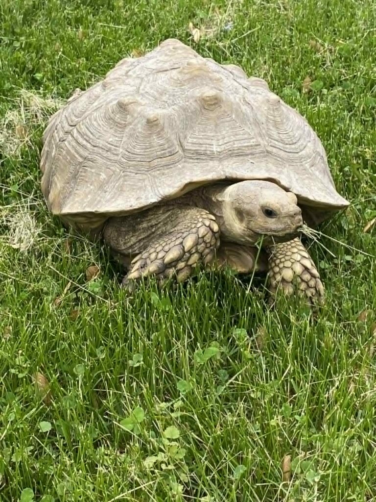 This photograph shows a large tortoise walking in the grass and also eating grass. He is largely yellowish in color with black eyes, and his legs are spurred. 