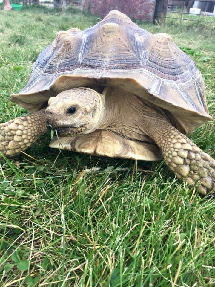 This photograph shows a large tortoise with spurred legs. His body is largely yellowish, he has black eyes, and his shell is brown and yellow. He is walking in the grass and has a piece of grass hanging out of his beak. 
