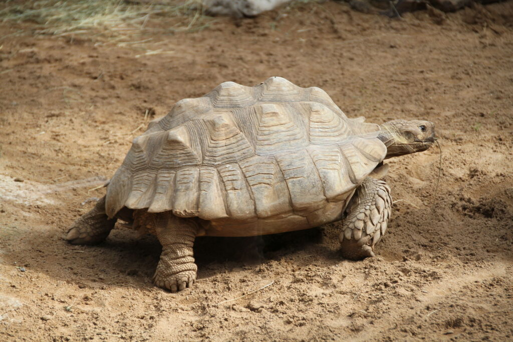 This photograph shows a large yellow tortoise with spurred legs walking on sand. In the photograph, you can see that the scutes, or "scales" of the shell are elevated in a pyramid-like pattern. 