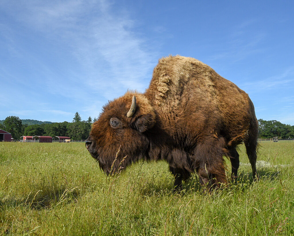 A bison stands in a field with a barn in the background.