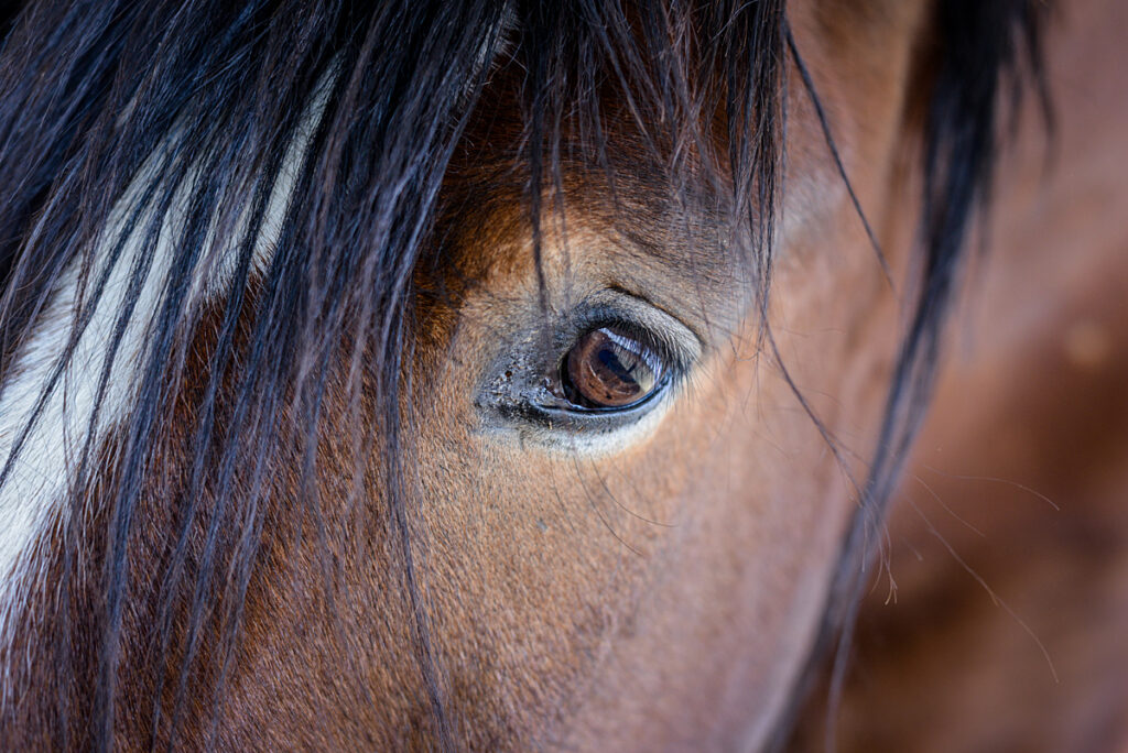 A close up of a  bay horse's face with a white star and black mane looks into the camera.