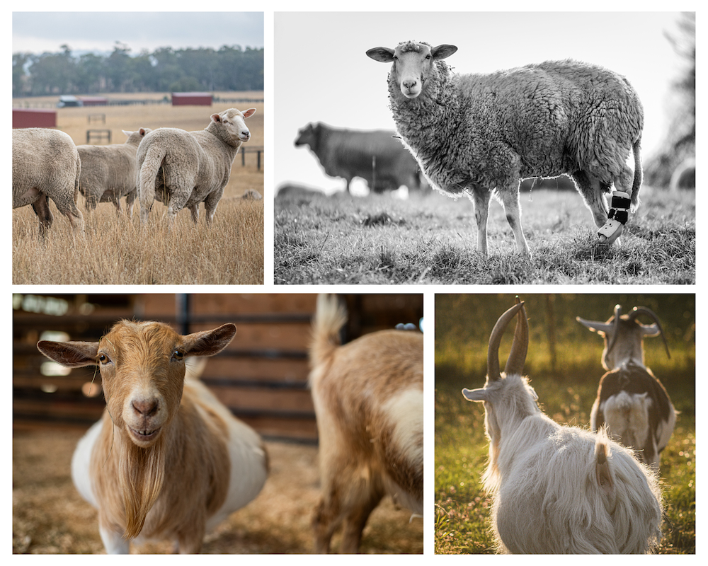 Two images showing sheep with long tails. One sheep has a thick, flat tail covered in wool, and the other has a skinny, round tail with a thin covering of wool.

Two images show goat tails, which are short, stand upright, and come to a point. The top side of the tail is covered in hair and the underside is bare.