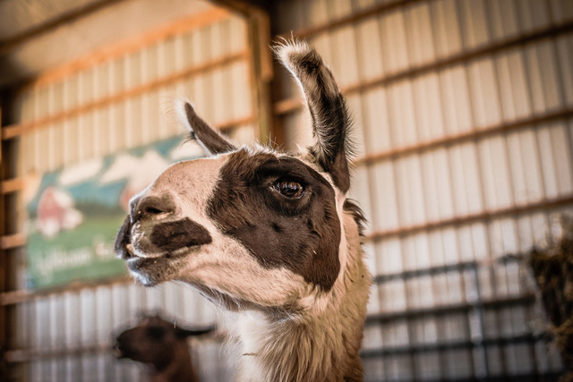A portrait of a black and white llama showing how long and curved llama ears are.