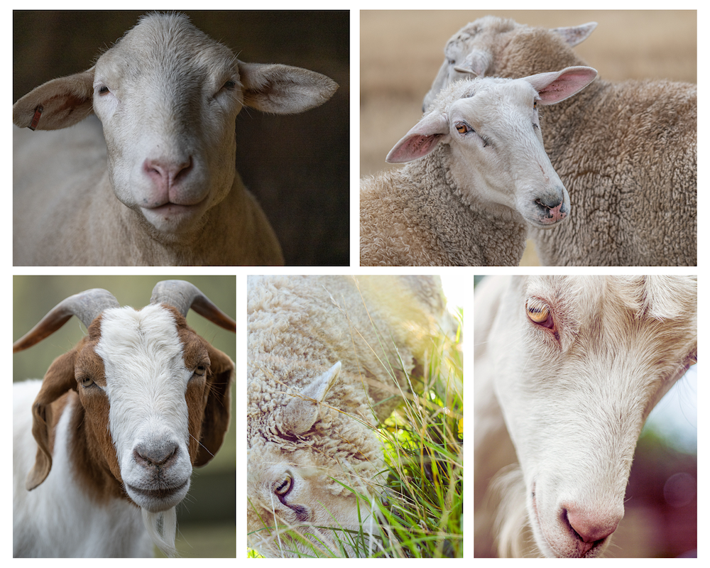 Top left: Close up of a sheep, whose upper lip has a distinct grove in the center running up toward their nose. On either side of the grove, the sheep's lip curves slightly, resulting in an almost scallop shape to the upper lip.

Top right: A sheep with noticable glands near the inner corner of their eyes. Under each gland is a small amount of dirty, waxy build-up.

Bottom left: A goat who clearly has no grove in their upper lip.

Bottom middle: Close up of the side of a sheep's face showing the scent gland under their eye, which looks like a recessed channel running vertically.

Bottom right: Close up of a goat's face, showing the lack of a scent gland under the eye (and smooth, hair covered skin instead).