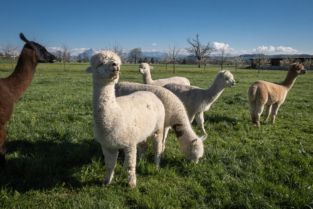 A black and brown llama stands in a field with 5 cream colored alpacas.