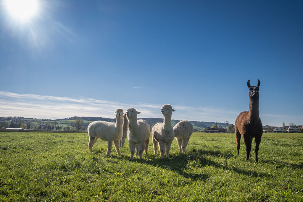 A brown llama stands next to 4 alpacas demonstrating the taller height of llamas.