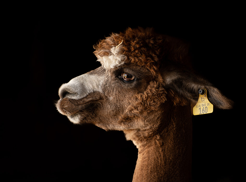 A portrait of an alpaca showing their shorter faces.