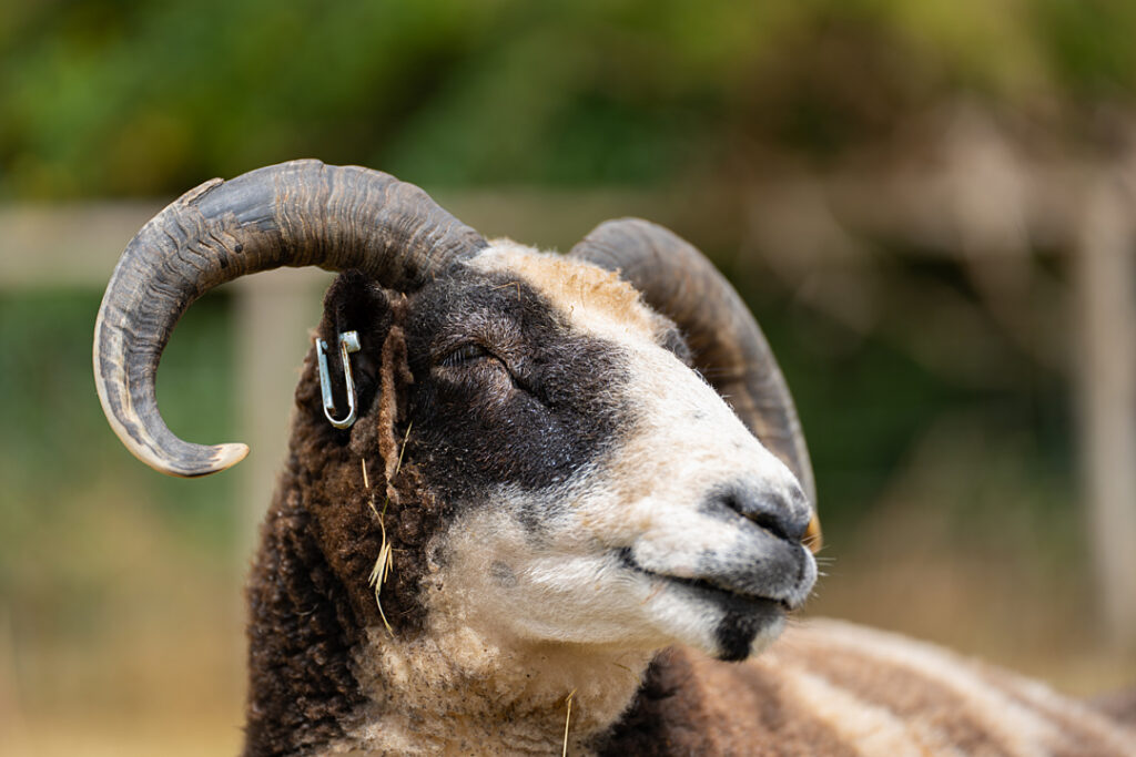 A black and white sheep with horns that curve outward and down in C shape.