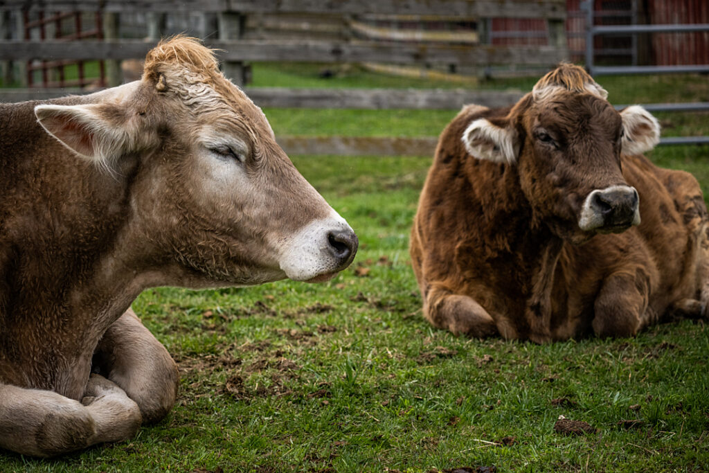 Two cows relax in the grass