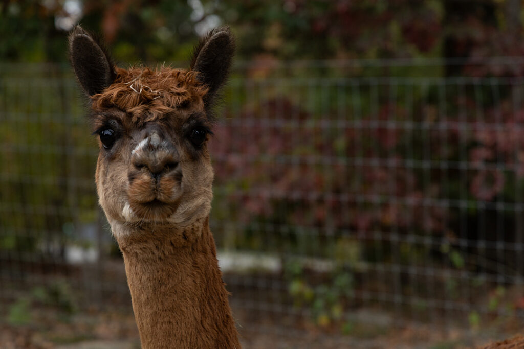 A portrait of a reddish brown alpaca with straight, spear-shaped ears.