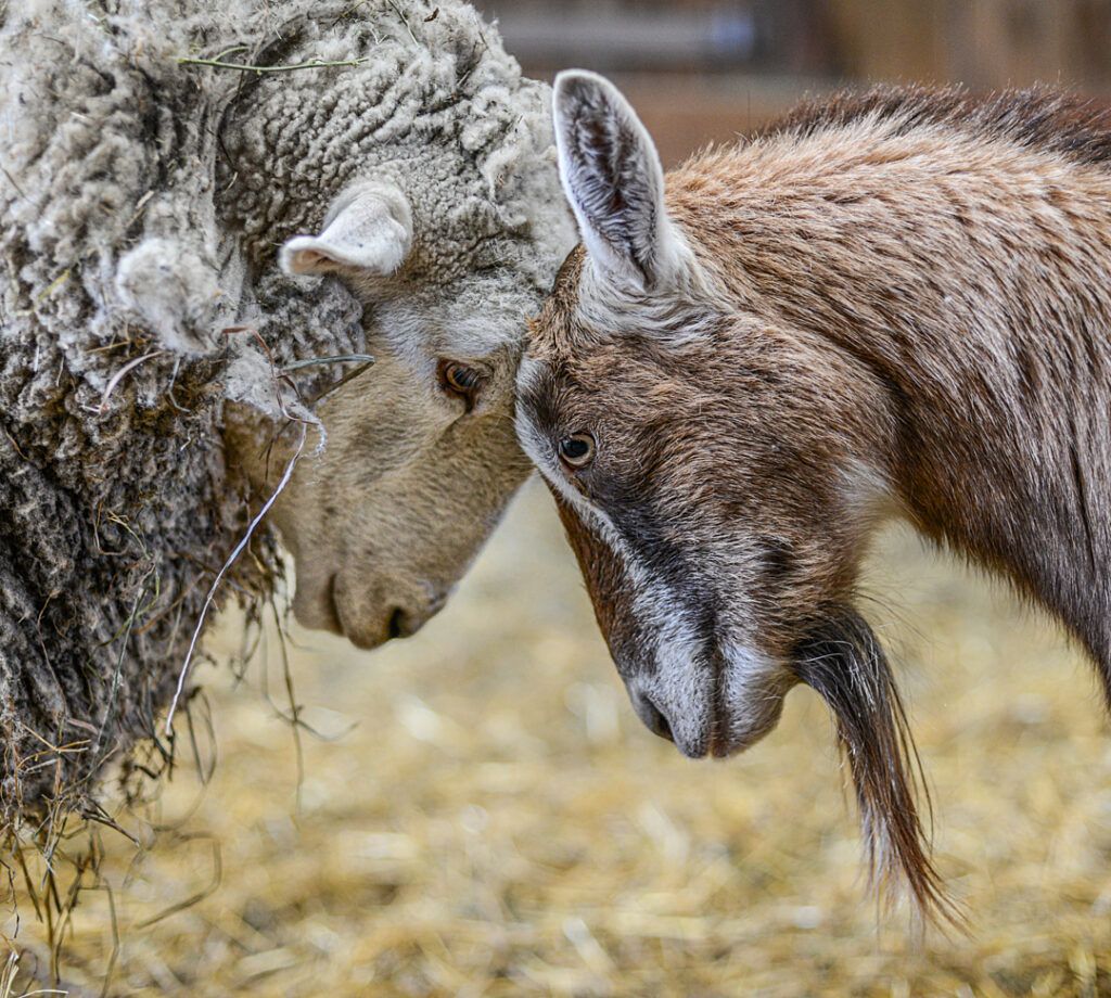 A woolly sheep and a brown goat press their heads against one another. 