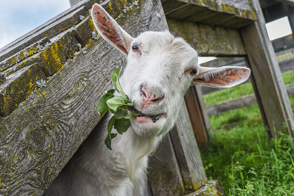 A white goat without horns eating a plant.