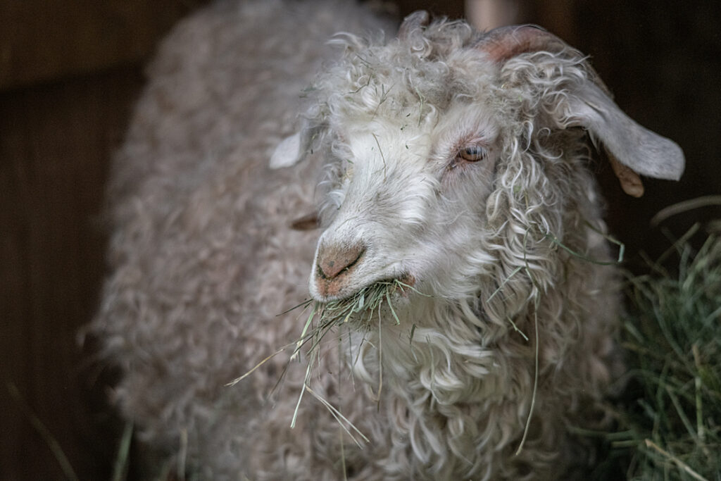 A goat with long, curly, white hair.