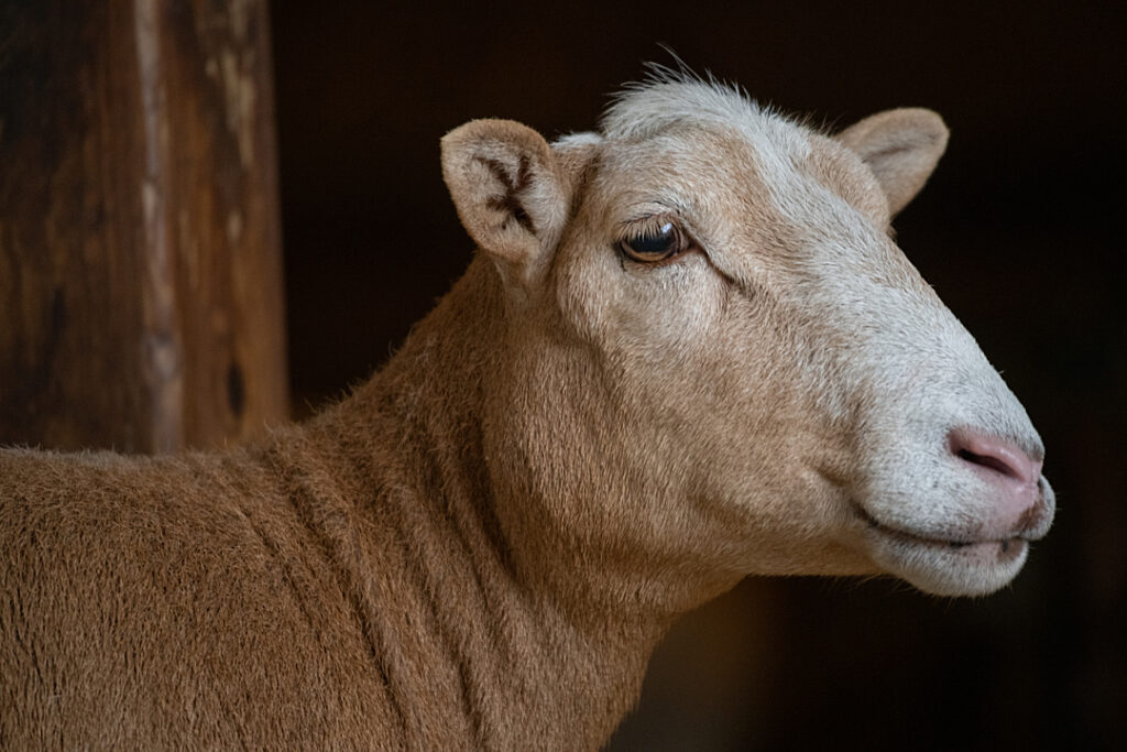 A sheep with short brown hair.