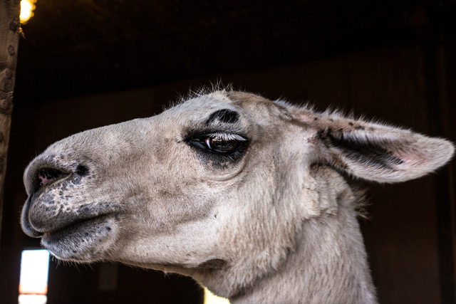 A portrait of a white llama with a long face.