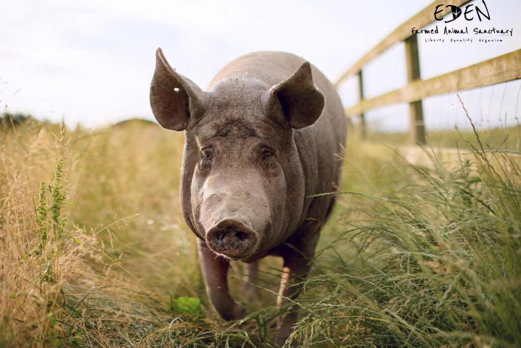 A large pink pig walking through tall grass along a fenceline towards the camera. 