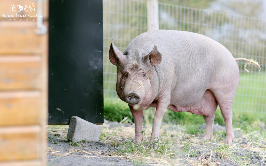 A large pink pig, with her ears uplifted and her tail waving, stands looking directly into the camera. 