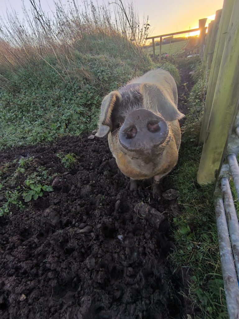 A dark pig stands in mud by a fence and looks up to the camera with her snout sniffing. 