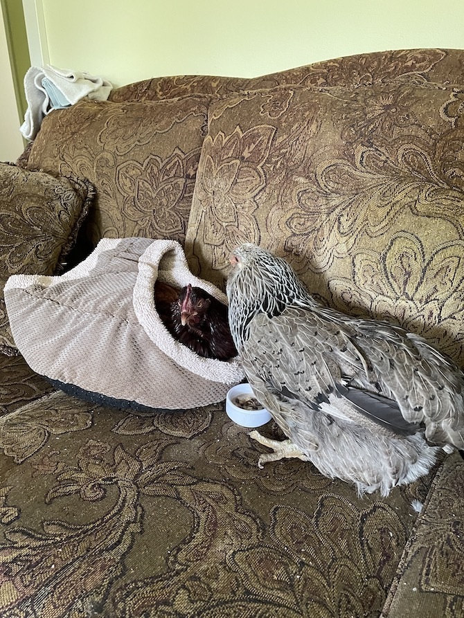 A hen is tucked inside a plush basket on a couch. Another hen stands over her dotingly.
